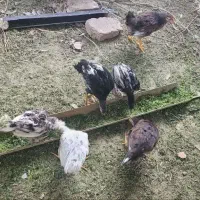 جوجه مرغ خروس|حیوانات مزرعه|کرمانشاه, |دیوار