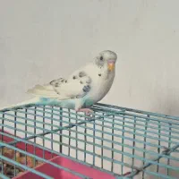 مرغ عشق معاوضه