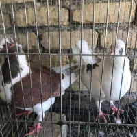 کبوتر|پرنده|اصفهان, شیخ اشراق|دیوار
