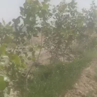 پنج هزار متر زمین دیوار کشی شده با مجوز دامداری