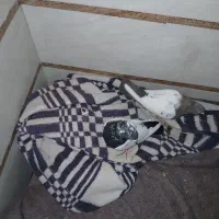 یک جفت کفتر نر سینه سیاه و ماده سینه قهوه ای