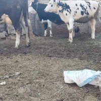 گوساله ماده|حیوانات مزرعه|ماهنشان, |دیوار