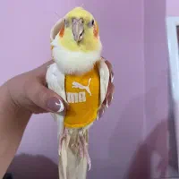 عروس هلندی همه چیز تموم