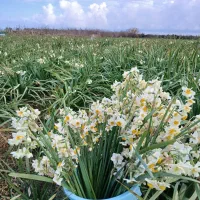 پیاز گل نرگس نوع شهلا|گل و گیاه طبیعی|کوهی‌خیل, |دیوار