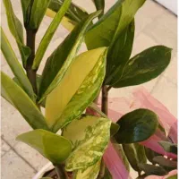 انواع گل آپارتمانی زاموفیلیا ابلق وغیره