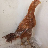 مرغ خروس لاری