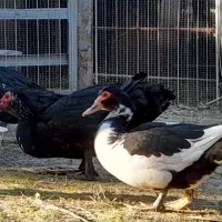 ۳عدداردک۲تانردرشت و۱ماده آماده تخم گذاشتن اسرائیلی