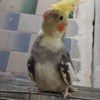 یک عروس هلندی نر سخنگو ابلغ