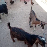 فروش دام|حیوانات مزرعه|دامغان, |دیوار