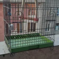 قفس پرنده|لوازم جانبی حیوانات|قرچک, شهرک طلائیه|دیوار