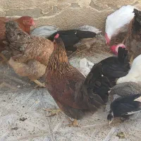 تخم‌مرغ نطفه دار  و خروس لاری  مرغ بوقلمون