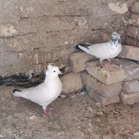 کبوتر