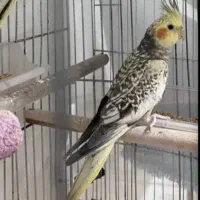 عروس هلندی نر ابلق. بخونید