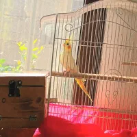 یه عدد عروس هلندی نر بالغ لوتینو زعفرانی|پرنده|لنگرود, |دیوار