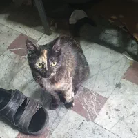 گربه گمشده|حیوانات|تبریز, |دیوار
