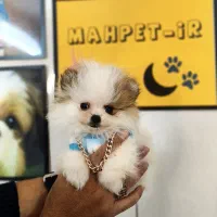 Pomeranian Original / پامرانین خرسی شیتزو توی پودل