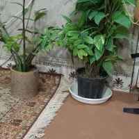 گل اپارتمانی|گل و گیاه طبیعی|قشم, |دیوار