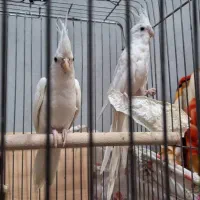 عروس هلندی آلبینو مولد