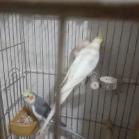 عروس هلندی سه عدد نر ویک ماده