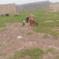 دوتا یک ساله دوتا بز