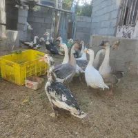 غاز قوغاز و اردک اسرائیلی در فریمان