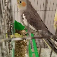 عروس هلندی جوجه چهار ماهه