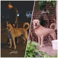 سگ سرابی اصیل
