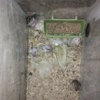 همستر کمپل و سوری|موش و خرگوش|اصفهان, احمدآباد|دیوار