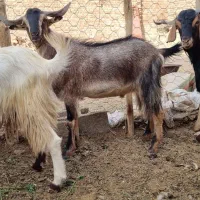 پنچ تا تروشت چاق چله مناسب قربانی