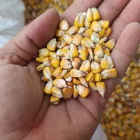 ذرت غذای دام و طیور قیمت مناسب 150 کیلو