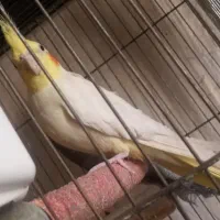لوتینو نر مست