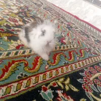 خرگوش لوپی و پشمالو