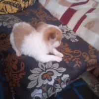 سگ شیزو|سگ|مسجد سلیمان, |دیوار