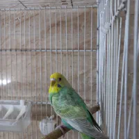 جفت مرغ عشق رینبو بالغ و آماده کیفیت بالا