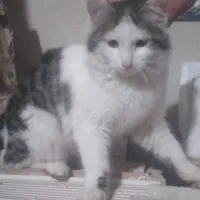 گربه دورگه پرشین