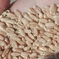 گندم. بذری.  ودانه کفتری موجوده