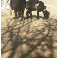 میش قوچ بره ماده ترکی