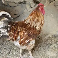 خروس ویاندوت ارنج