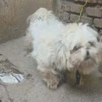 فروش سگ