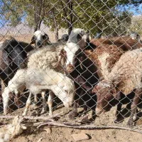 بره ماده پلنگی و یک راس شیشک قوچ