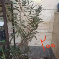 تعدادی گل طبیعی.گل یوکا بنسای.سرحال|گل و گیاه طبیعی|شاهرود, |دیوار