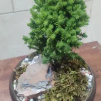 درخت بونسای