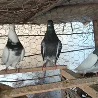 تعدادی کبوتر