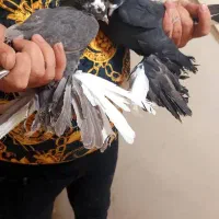 فیلی اغگورغ