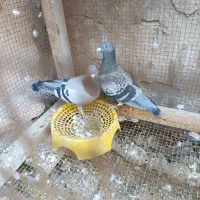 کبوتر مسابقه ای پلاکی|پرنده|بندر گناوه, |دیوار