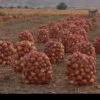 پیاز|خوردنی و آشامیدنی|بناب, |دیوار