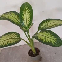 گلها فروشی|گل و گیاه طبیعی|خاش, |دیوار