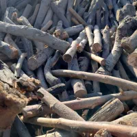 خریدار درخت خریدوبرش درختان