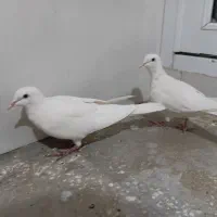 جفت نرماده سفید معاوضه با سهره یا قناری ماده