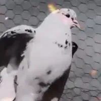 کفتر زاجر دوخت گم شده